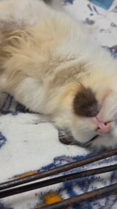 Enlarge Betty, an adopted Domestic Long Hair in Columbia, MO video 6/6