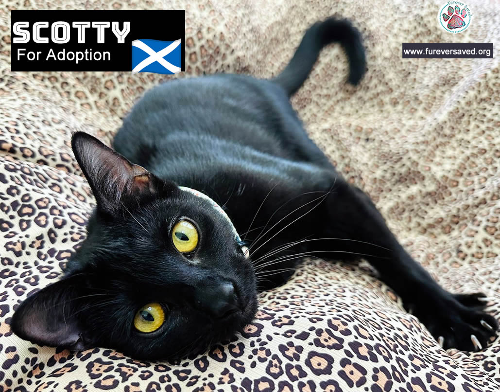Enlarge Scotty, a Adoptable Domestic Short Hair in Gaithersburg, MD image 5/6