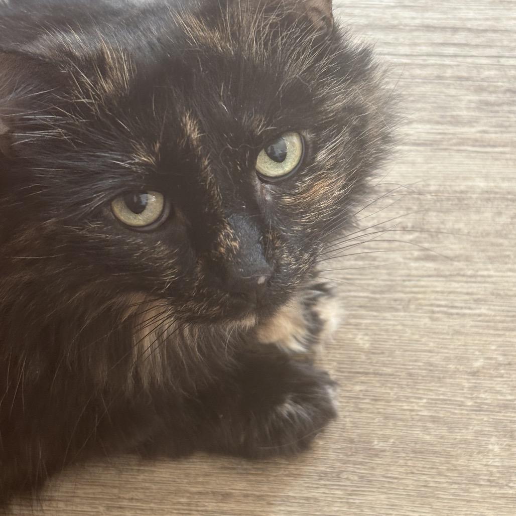 Andrea — thumbnail 2