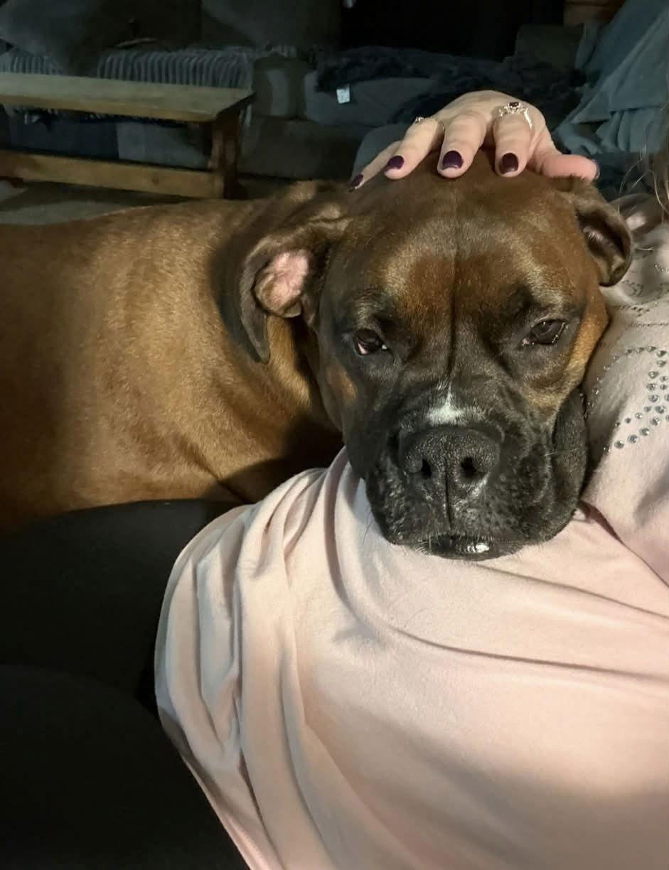 Enlarge Maverick, a Adopted Boxer in Monticello, NY image 1/3