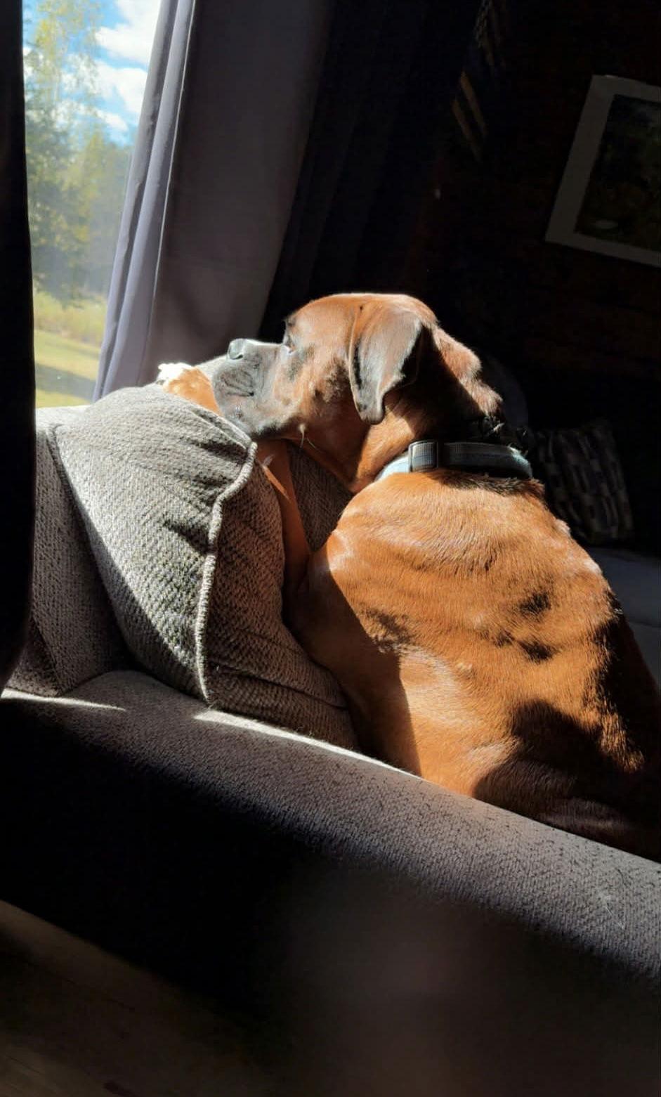 Enlarge Maverick, a Adopted Boxer in Monticello, NY image 2/3