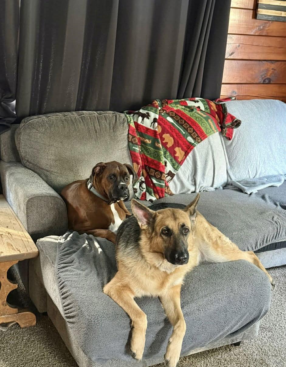 Enlarge Maverick, a Adopted Boxer in Monticello, NY image 3/3