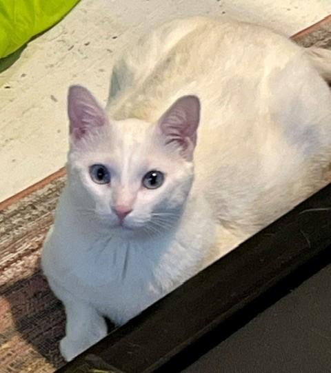 Enlarge Eddie, Vana & Hovik, a Adoptable Domestic Short Hair in Closter, NJ image 2/6
