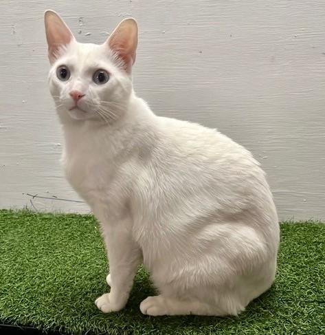 Enlarge Eddie, Vana & Hovik, a Adoptable Domestic Short Hair in Closter, NJ image 6/6