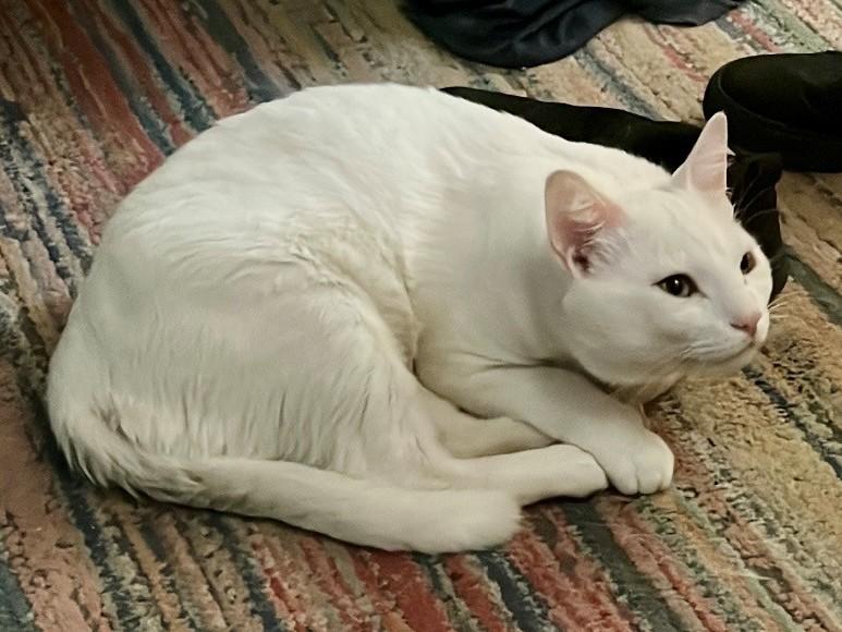 Enlarge Eddie, Vana & Hovik, a Adoptable Domestic Short Hair in Closter, NJ image 4/6