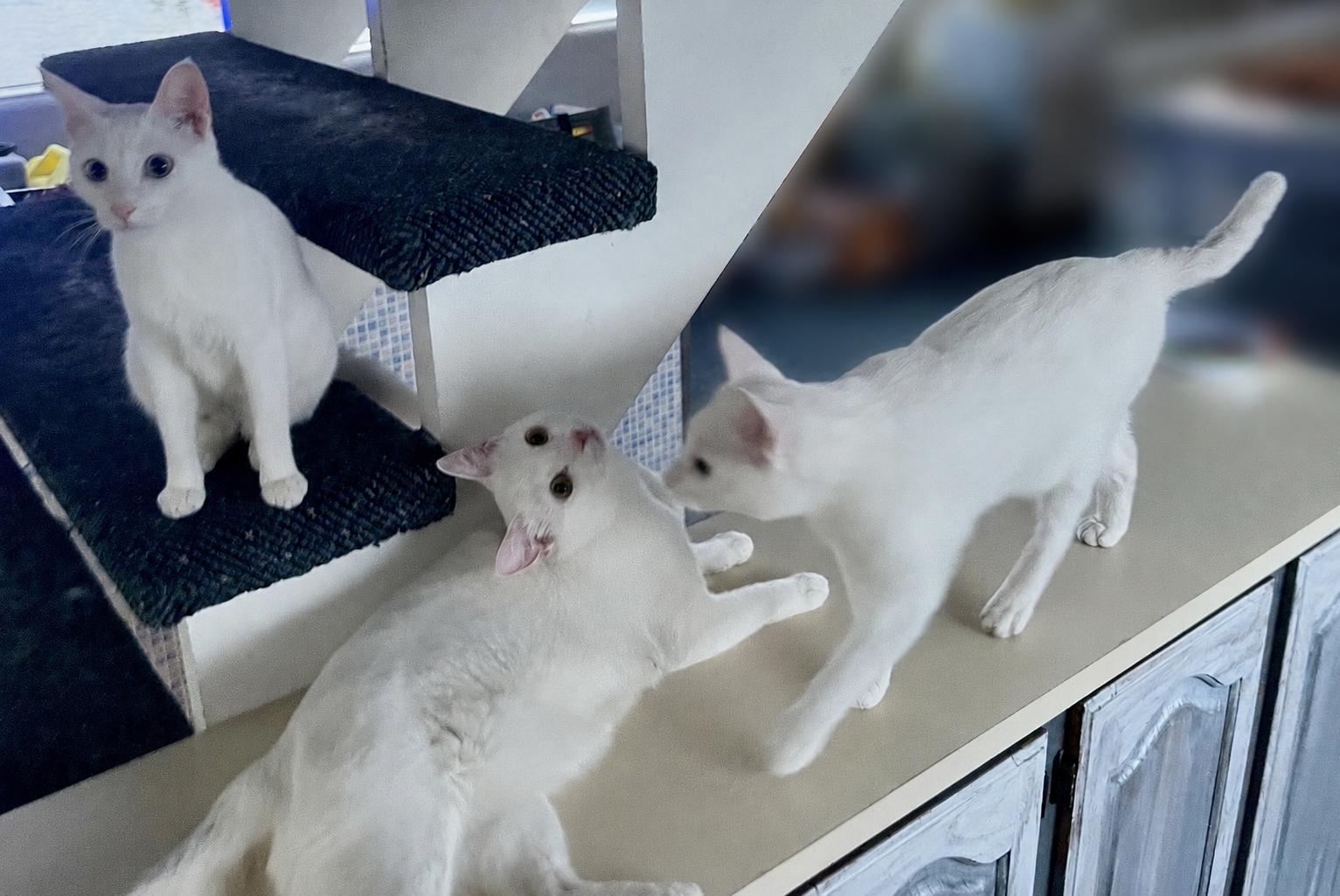 Enlarge Eddie, Vana & Hovik, a Adoptable Domestic Short Hair in Closter, NJ image 5/6