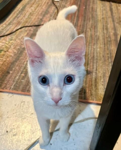 Enlarge Eddie, Vana & Hovik, a Adoptable Domestic Short Hair in Closter, NJ image 1/6