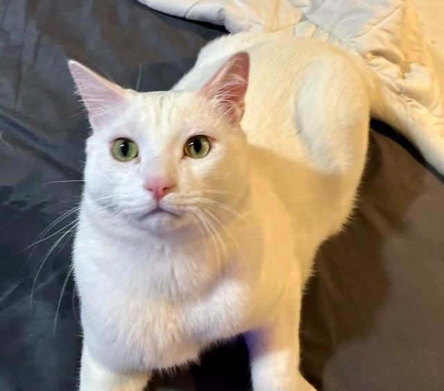 Enlarge Eddie, Vana & Hovik, a Adoptable Domestic Short Hair in Closter, NJ image 3/6