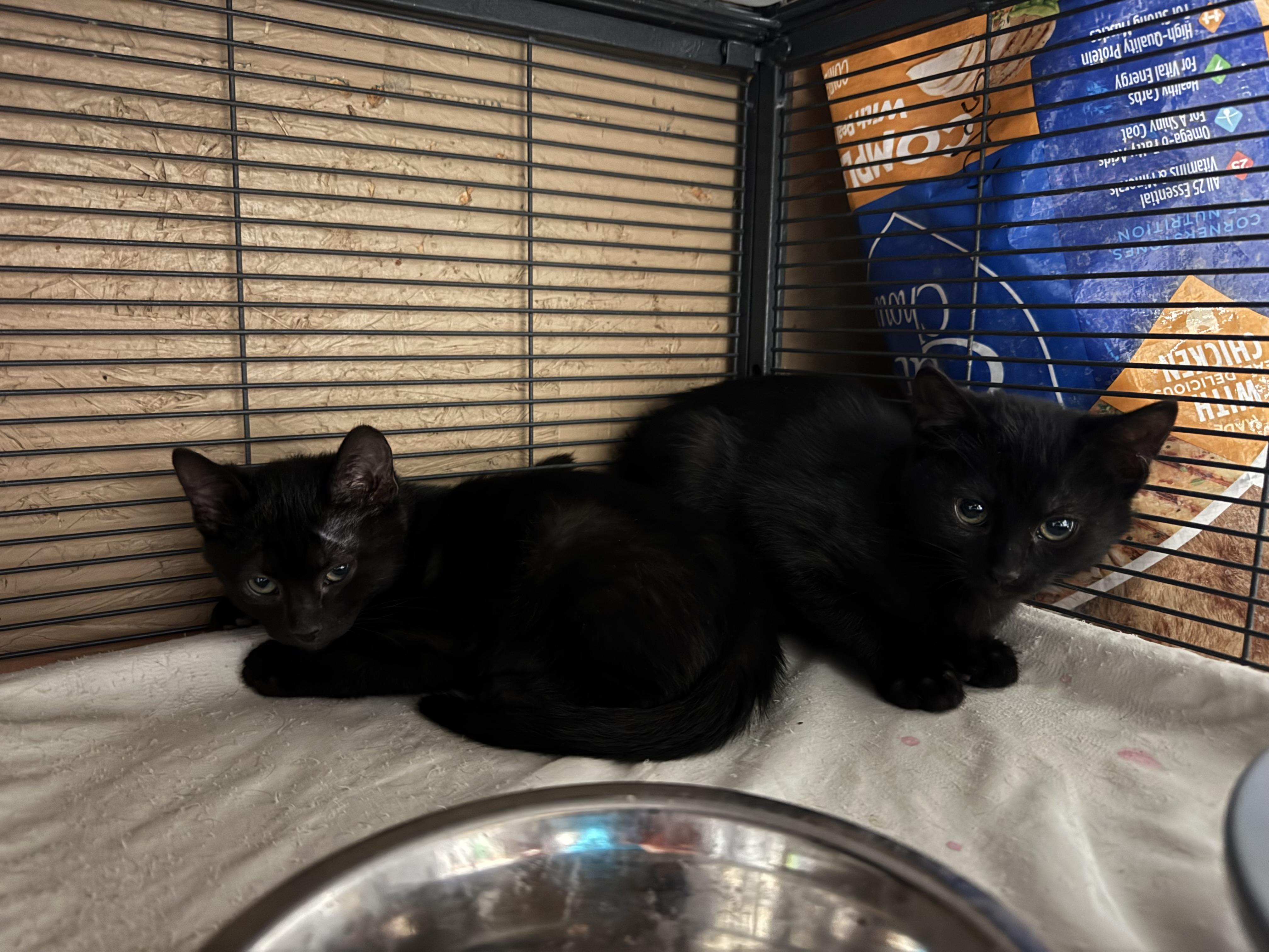 Joey and Tony, ADOPTABLE, Kitten Male Domestic Short Hair.