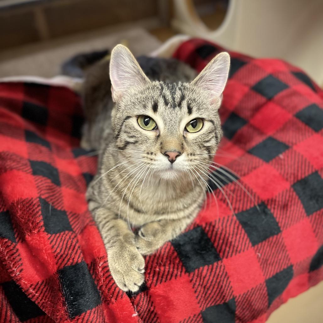 Marshtipa — thumbnail 3