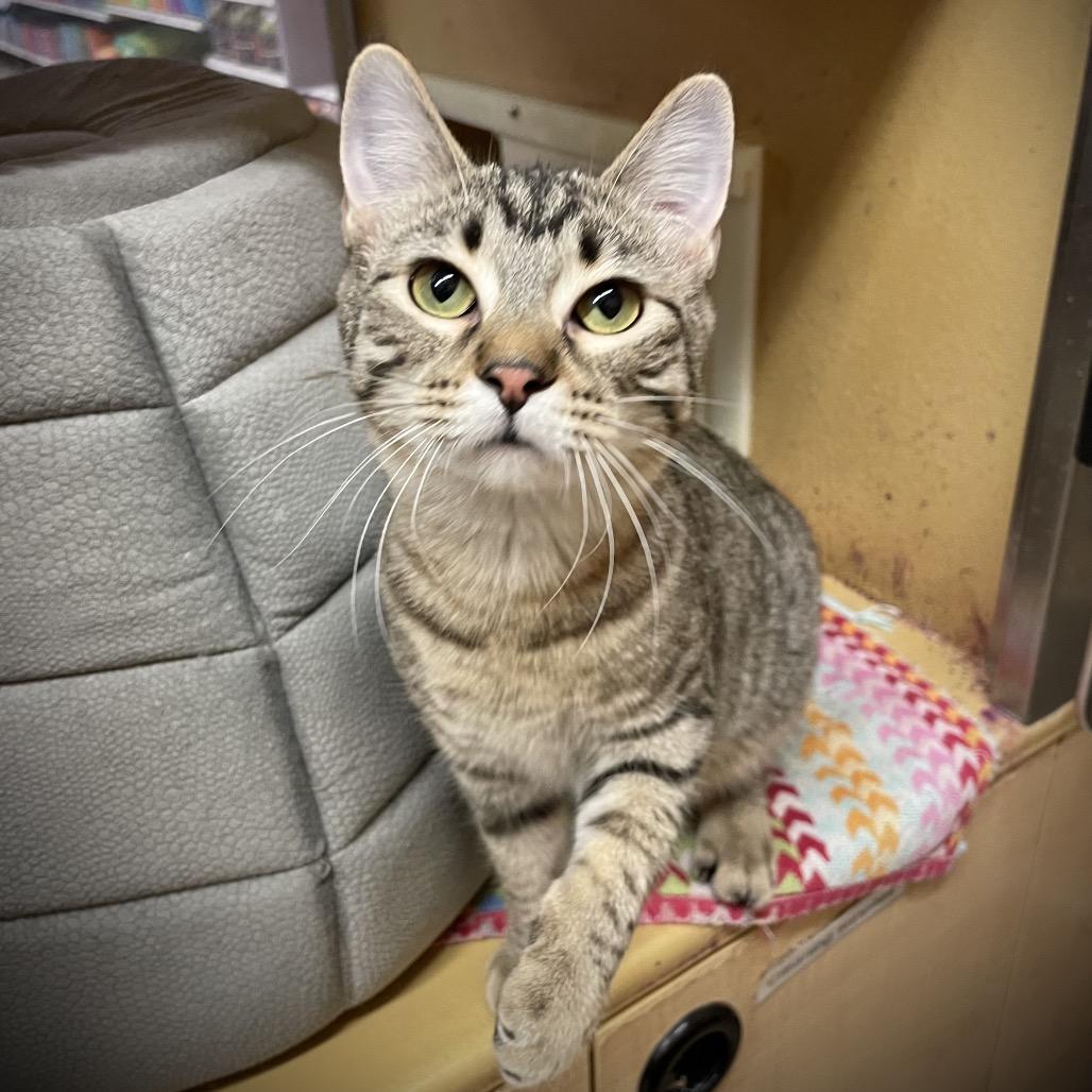 Marshtipa — thumbnail 4