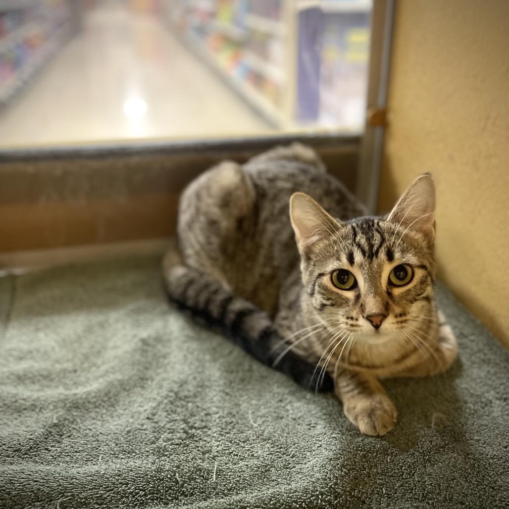 Marshtipa — thumbnail 6