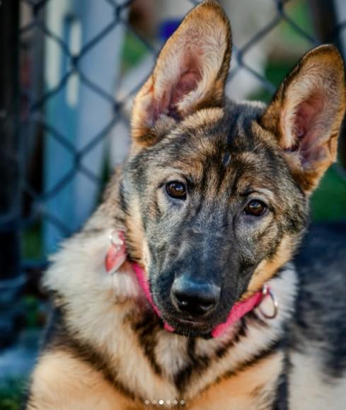 Enlarge Mocha, a ADOPTABLE German Shepherd Dog in Brookfield, CT image 2/6