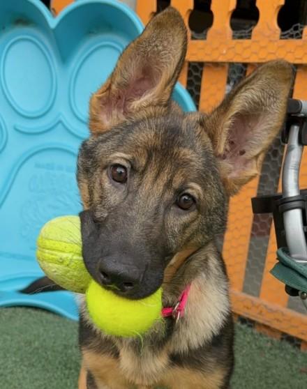 Enlarge Mocha, a ADOPTABLE German Shepherd Dog in Brookfield, CT image 3/6