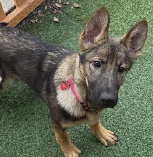 Mocha, ADOPTABLE, Young Female German Shepherd Dog.