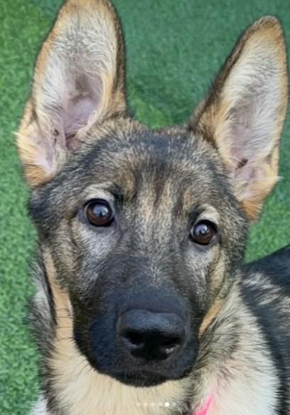 Enlarge Mocha, a ADOPTABLE German Shepherd Dog in Brookfield, CT image 5/6