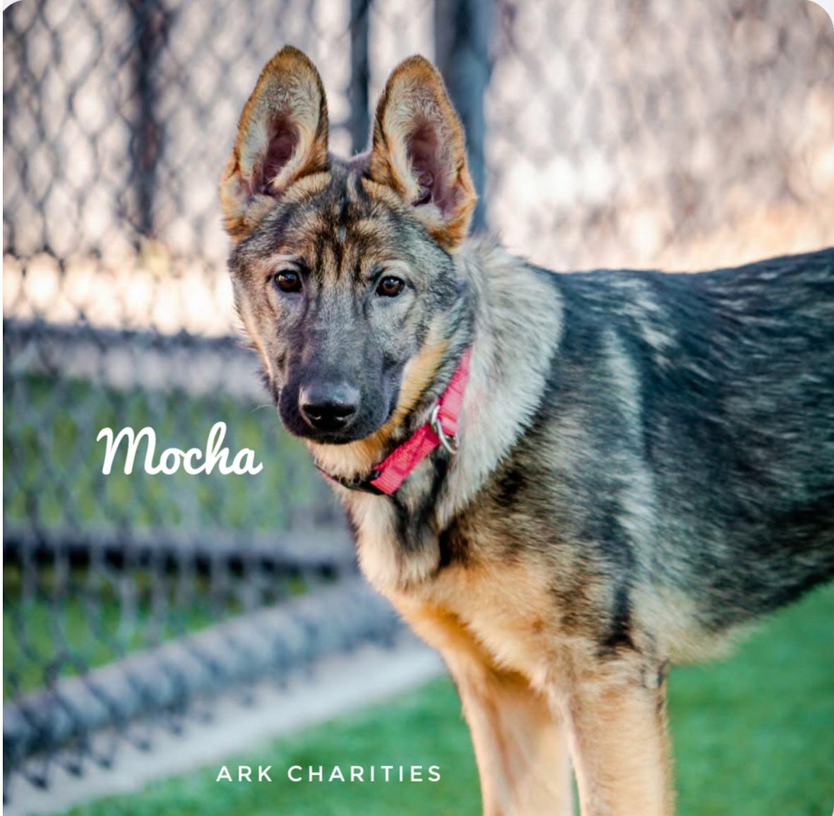 Enlarge Mocha, a ADOPTABLE German Shepherd Dog in Brookfield, CT image 4/6