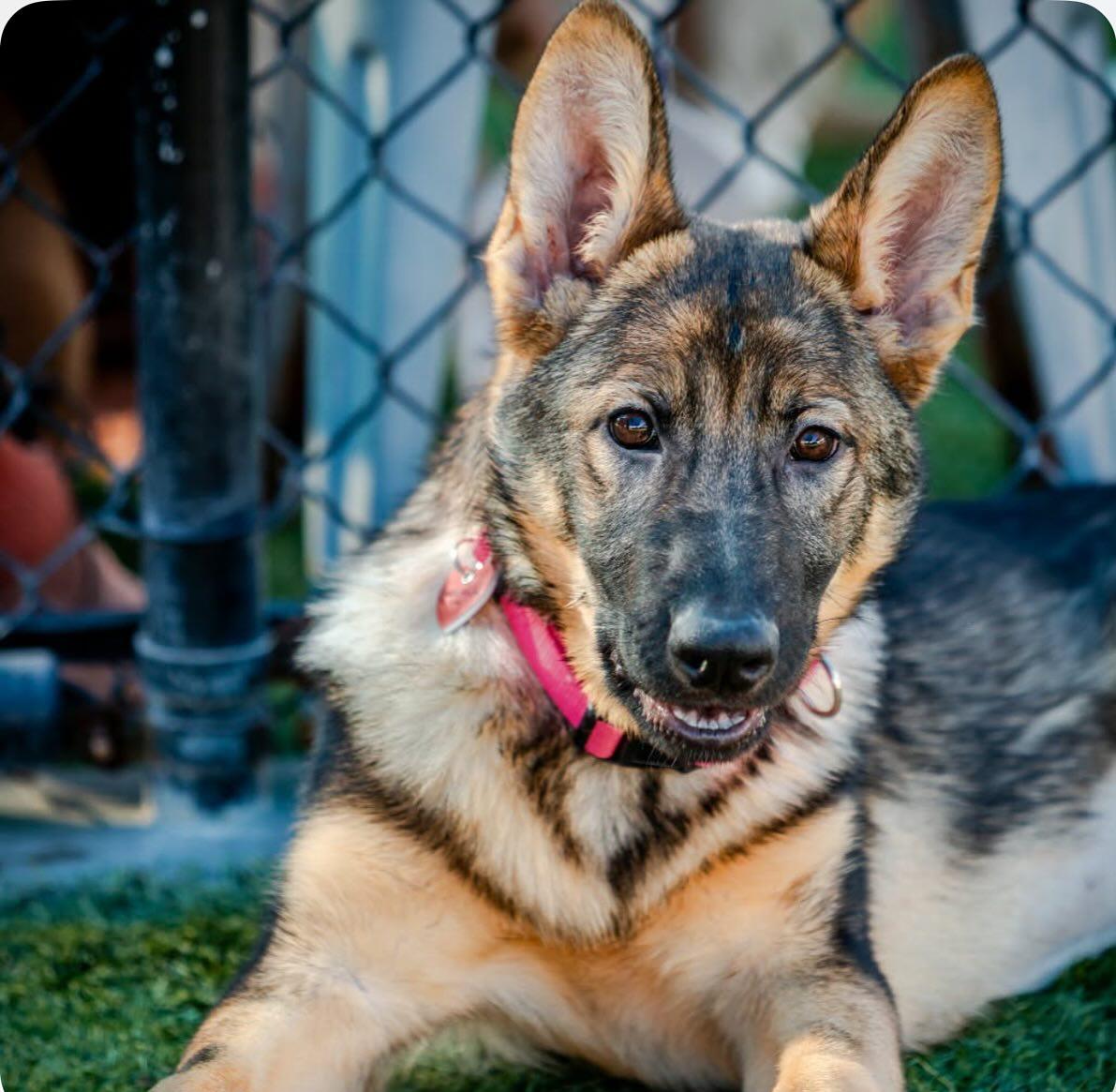 Enlarge Mocha, a ADOPTABLE German Shepherd Dog in Brookfield, CT image 6/6