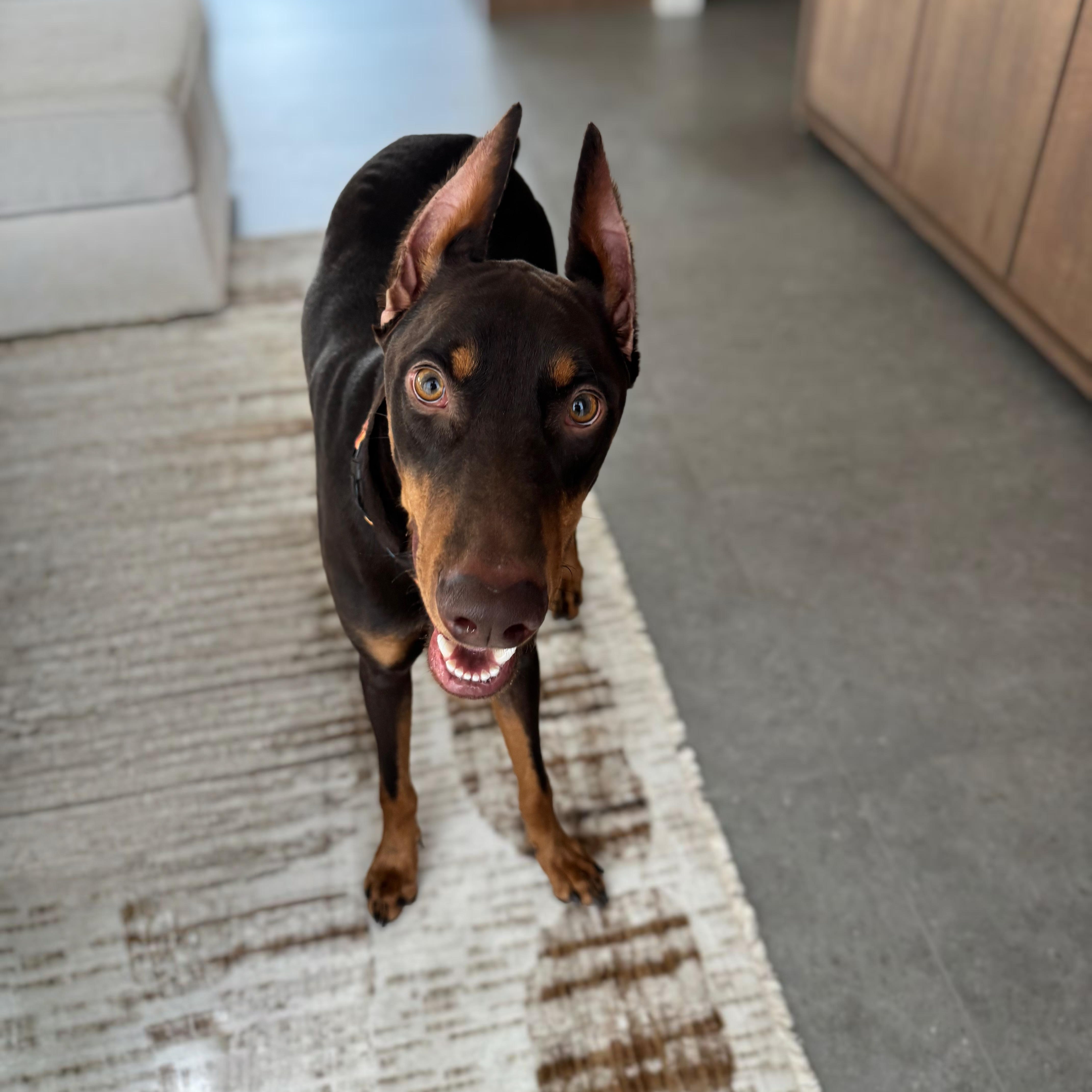 Apallo, Adopted, Adult Male Doberman Pinscher.