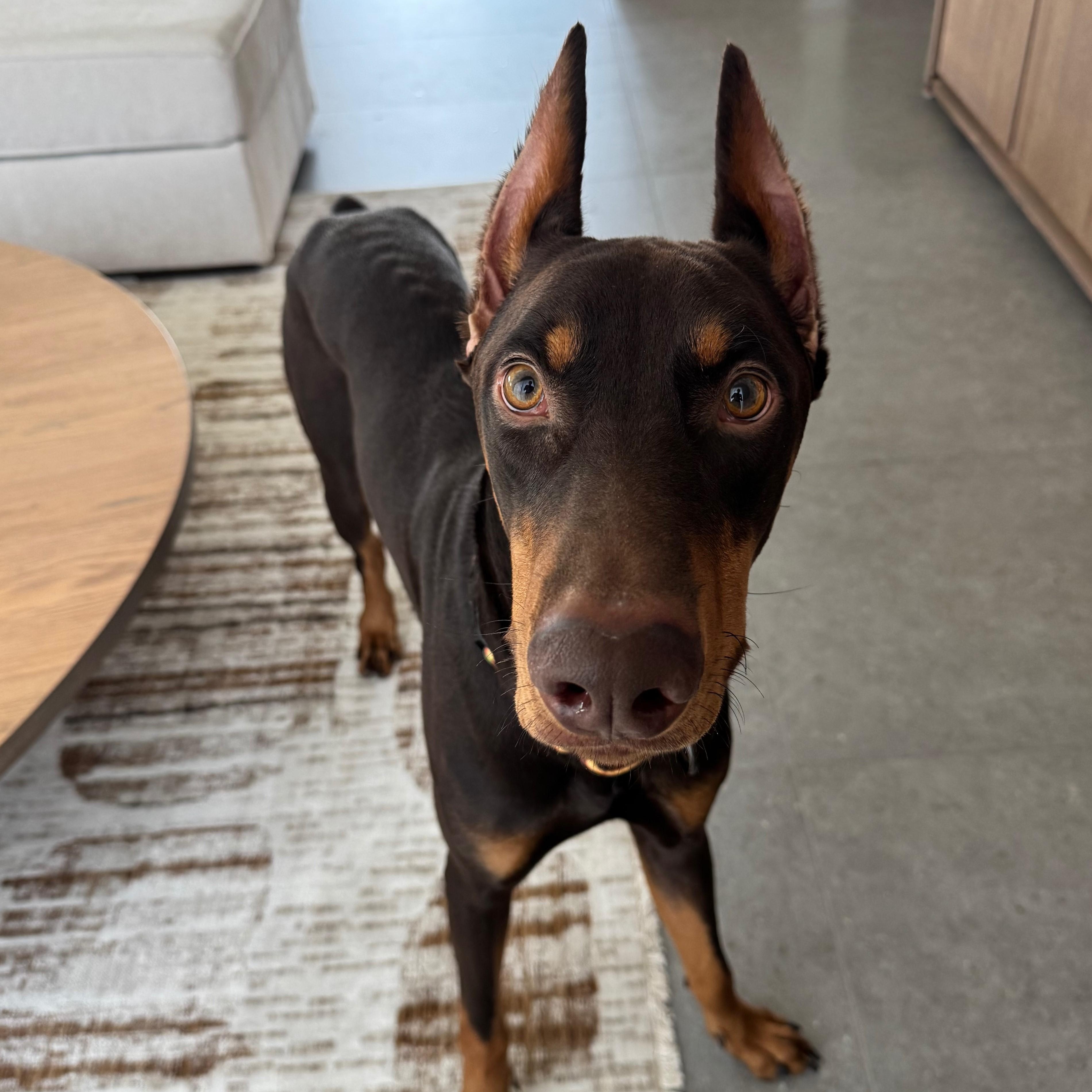 Apallo, a Adopted Doberman Pinscher in Phoenix, AZ image 3/3