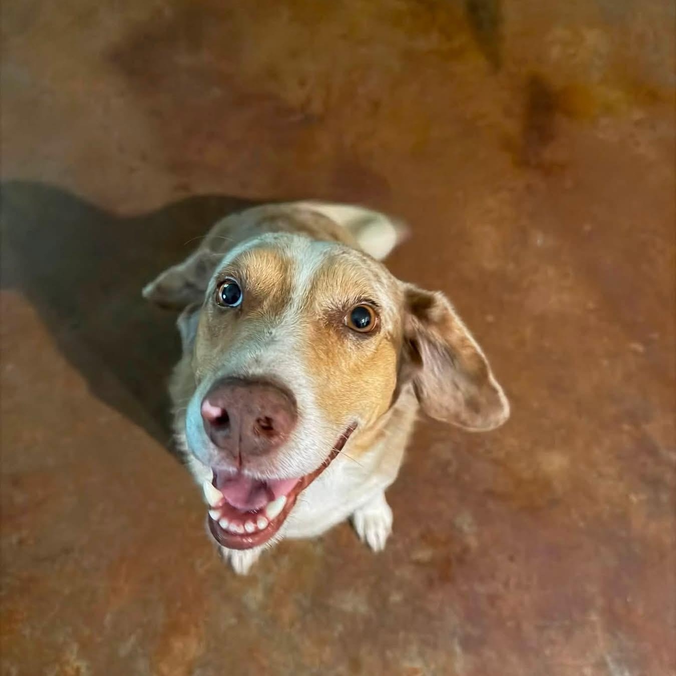 Buddy, Adoptable, Young Male Australian Shepherd.