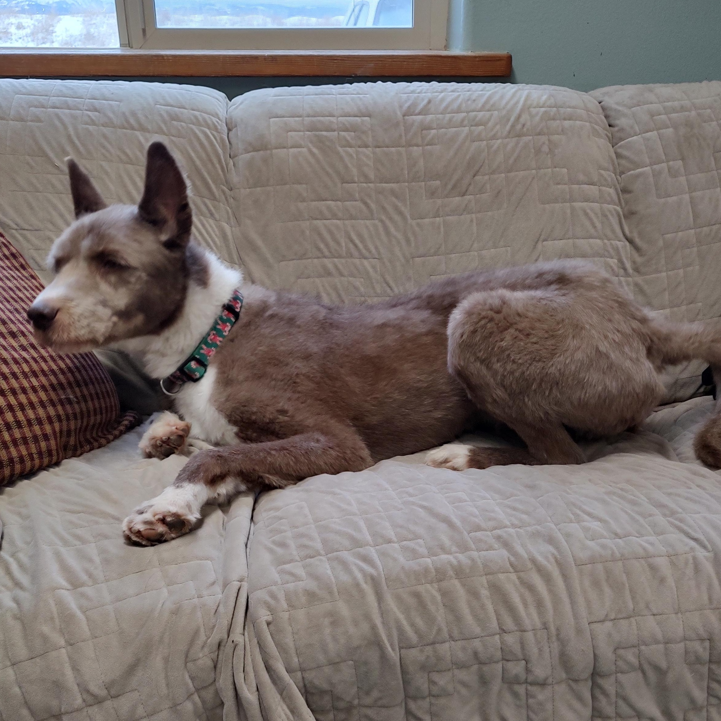 Judge, a ADOPTABLE mixed breed in Driggs, ID image 1/3