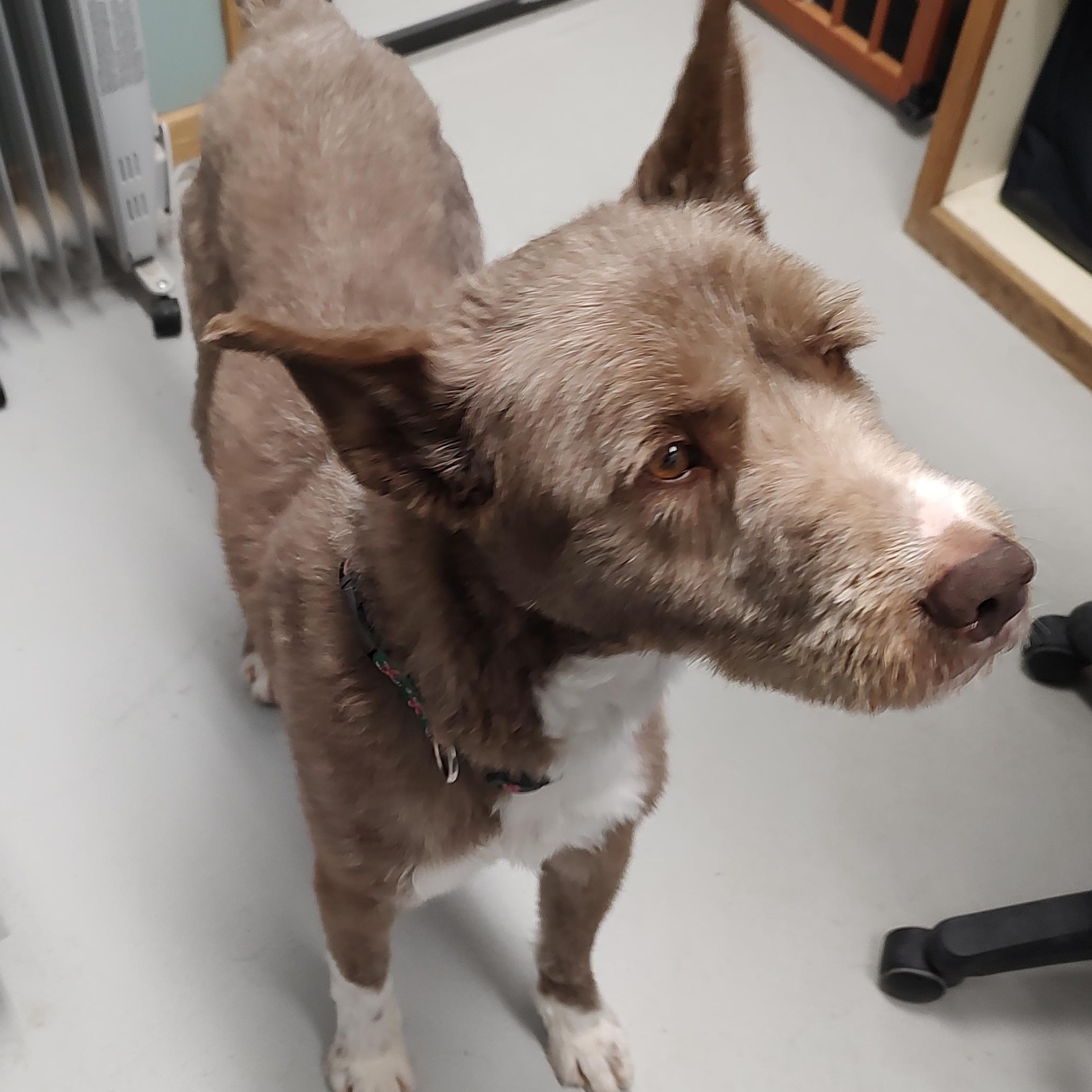 Judge, a ADOPTABLE mixed breed in Driggs, ID image 2/3