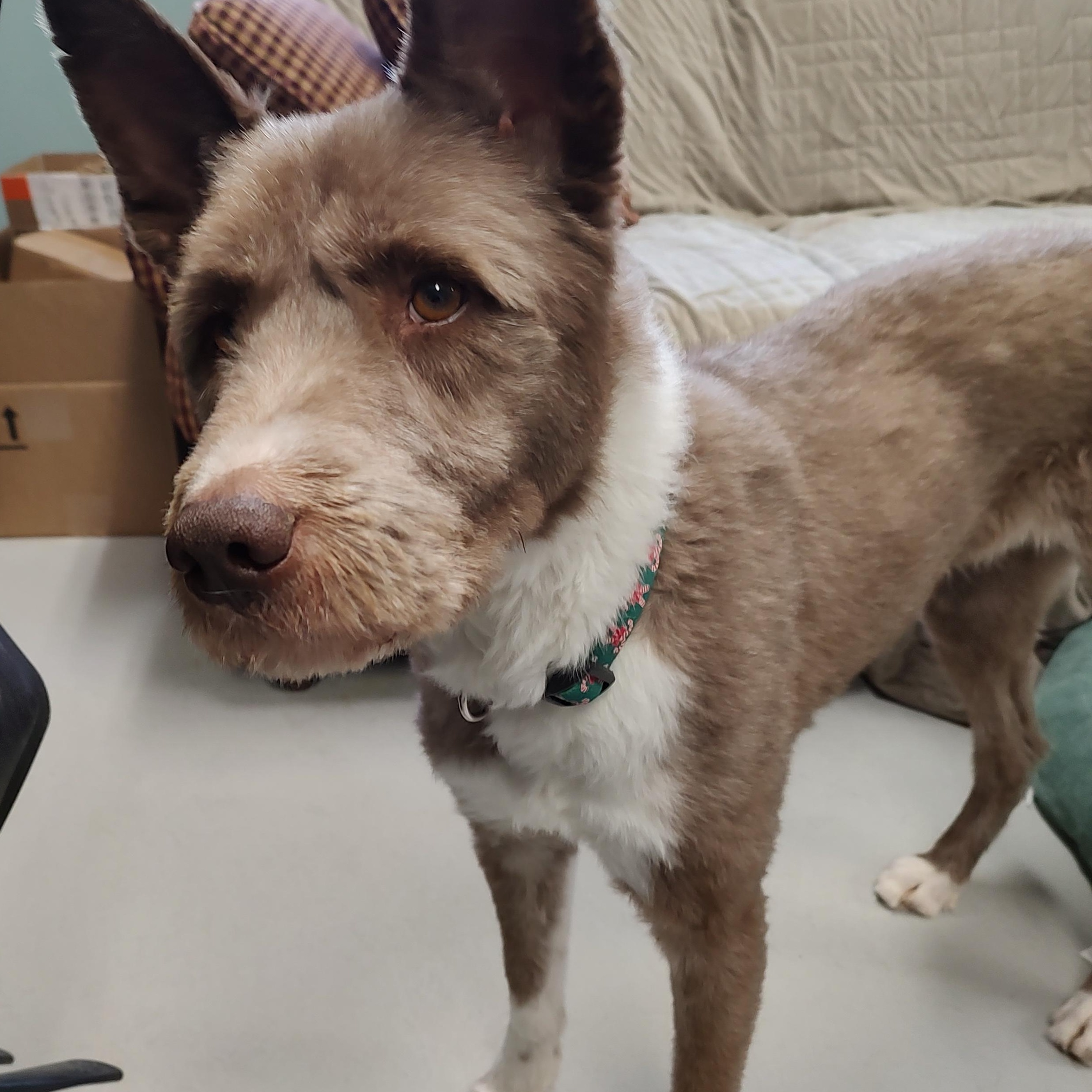 Judge, a ADOPTABLE mixed breed in Driggs, ID image 3/3