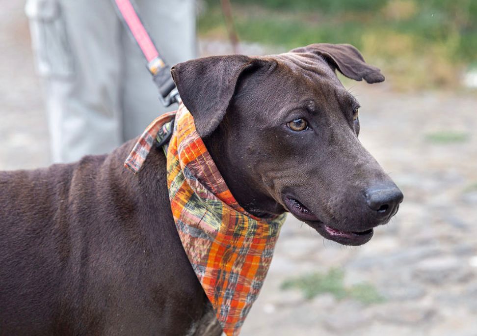 Enlarge Estrella, a Adopted mixed breed in Kensington, CA image 2/4