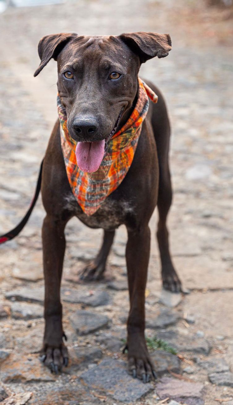 Enlarge Estrella, a Adopted mixed breed in Kensington, CA image 3/4