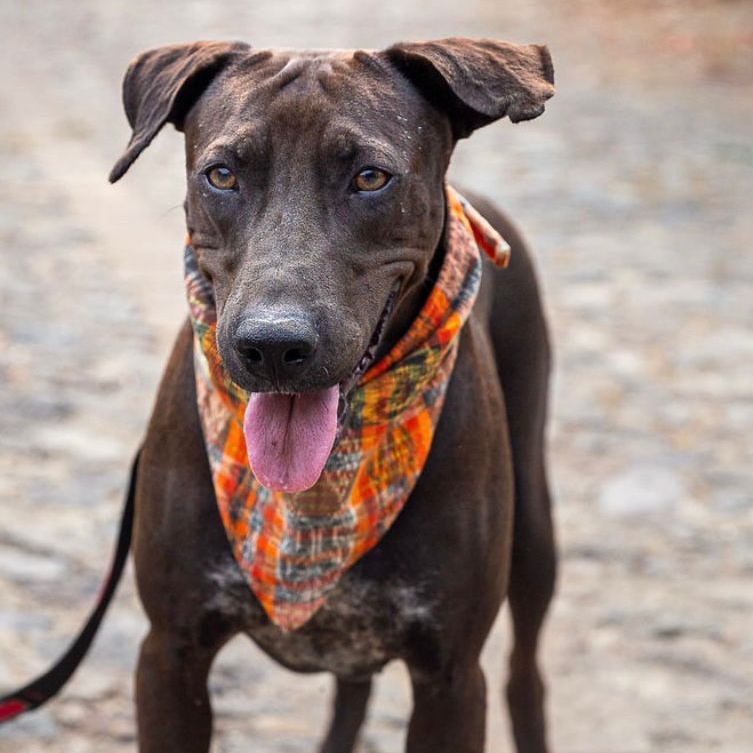 Enlarge Estrella, a Adopted mixed breed in Kensington, CA image 1/4