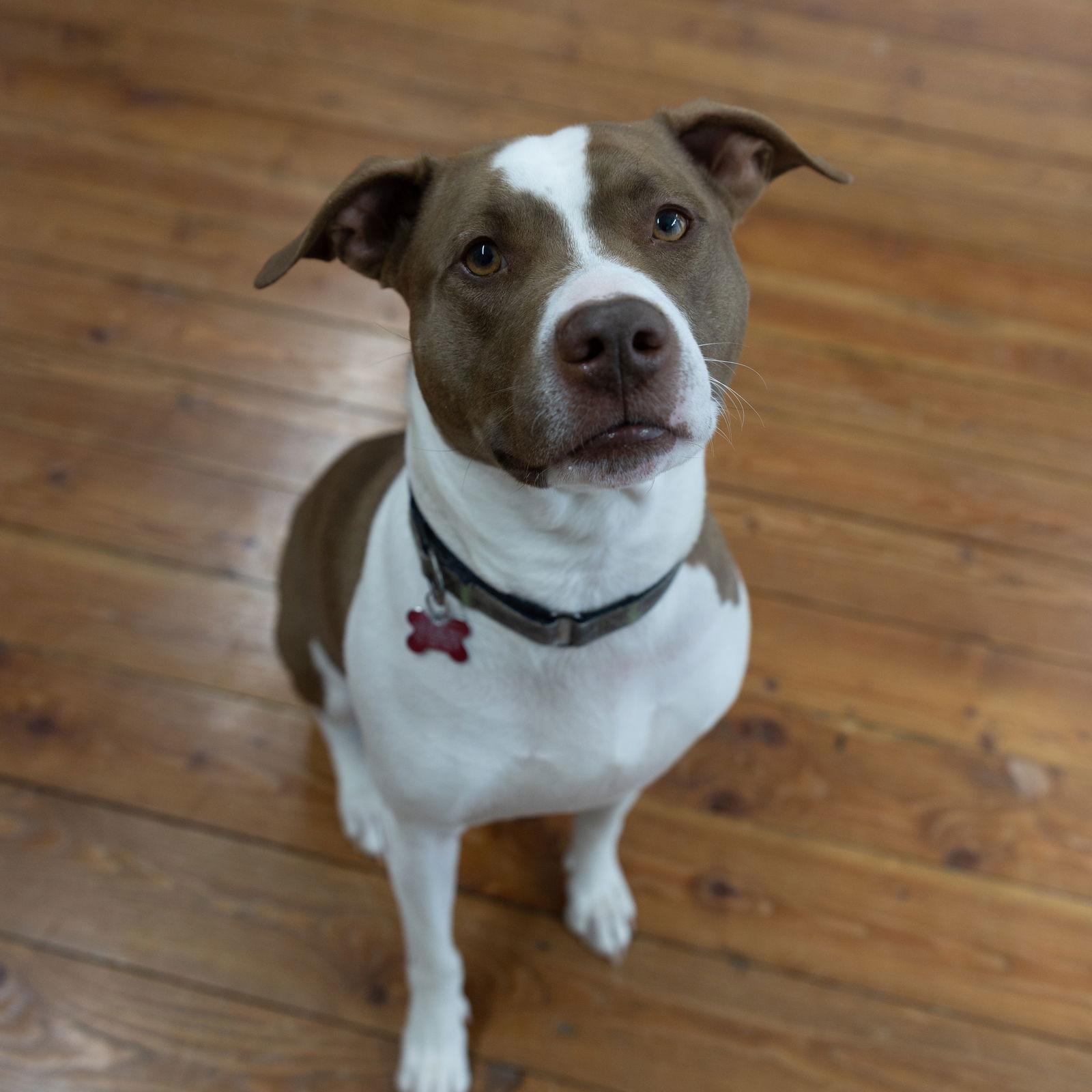 Bunson, Adoptable, Adult Male Pit Bull Terrier.