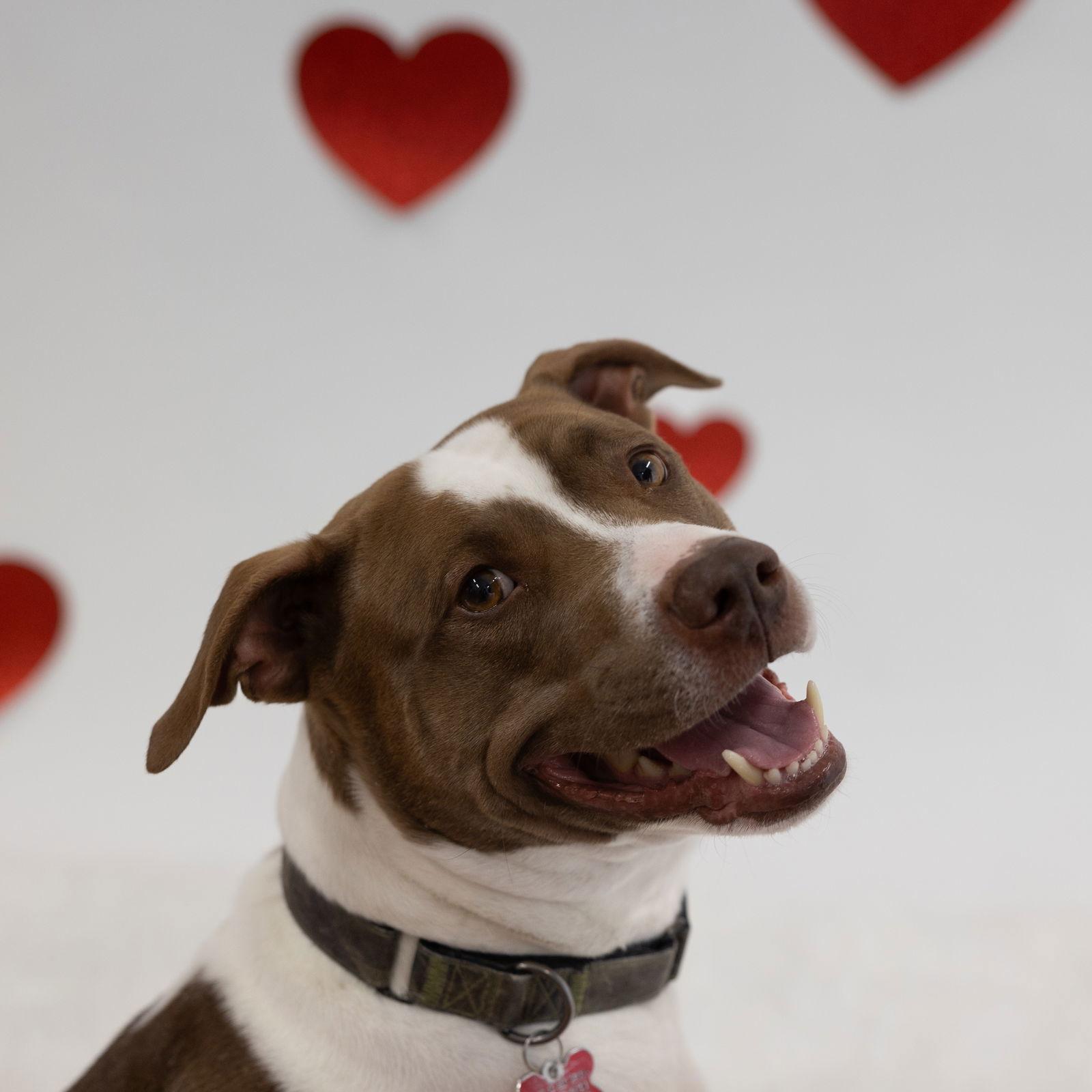 Bunson, a Adoptable Pit Bull Terrier in Fargo, ND image 2/3