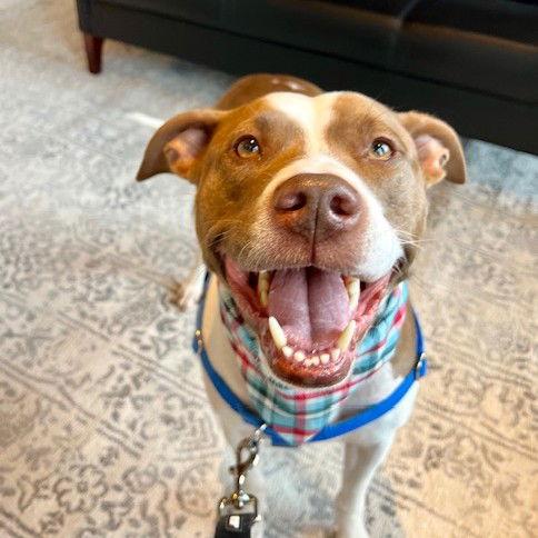 Bunson, a Adoptable Pit Bull Terrier in Fargo, ND image 3/3