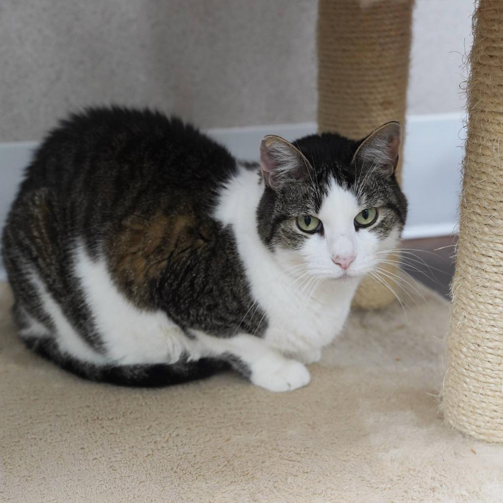 Poppy, Adoptable, Senior Female Domestic Short Hair.