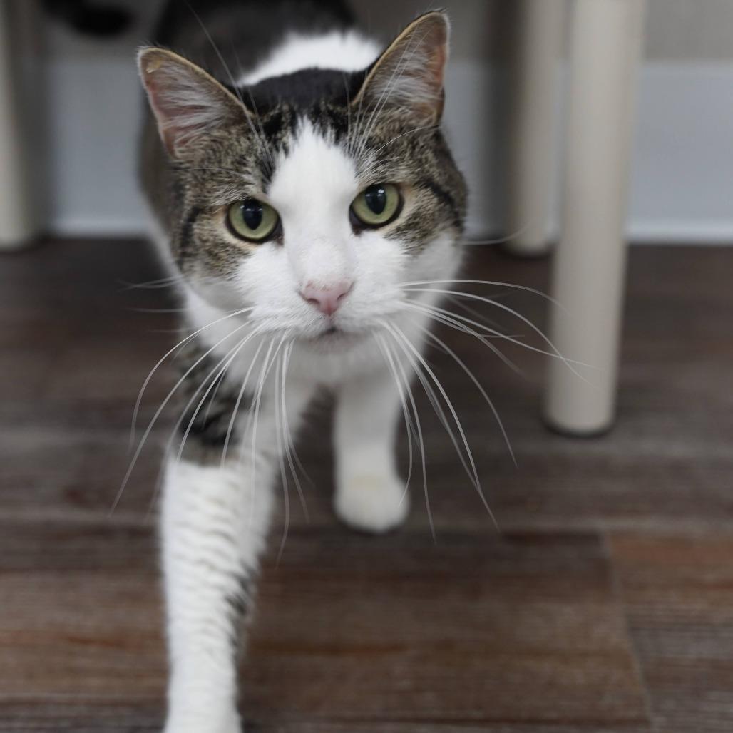 Enlarge Poppy, a Adoptable Domestic Short Hair in Naperville, IL image 2/3