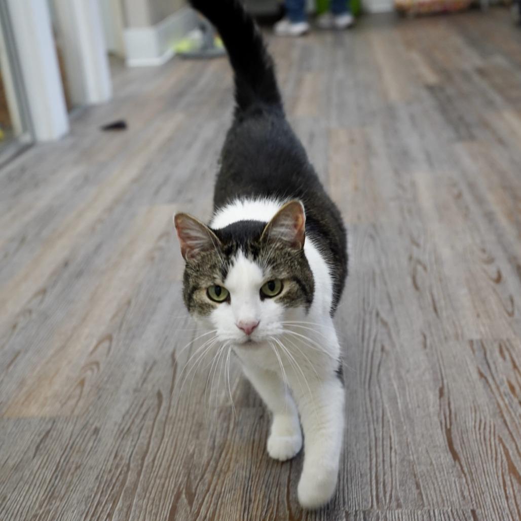 Enlarge Poppy, a Adoptable Domestic Short Hair in Naperville, IL image 3/3