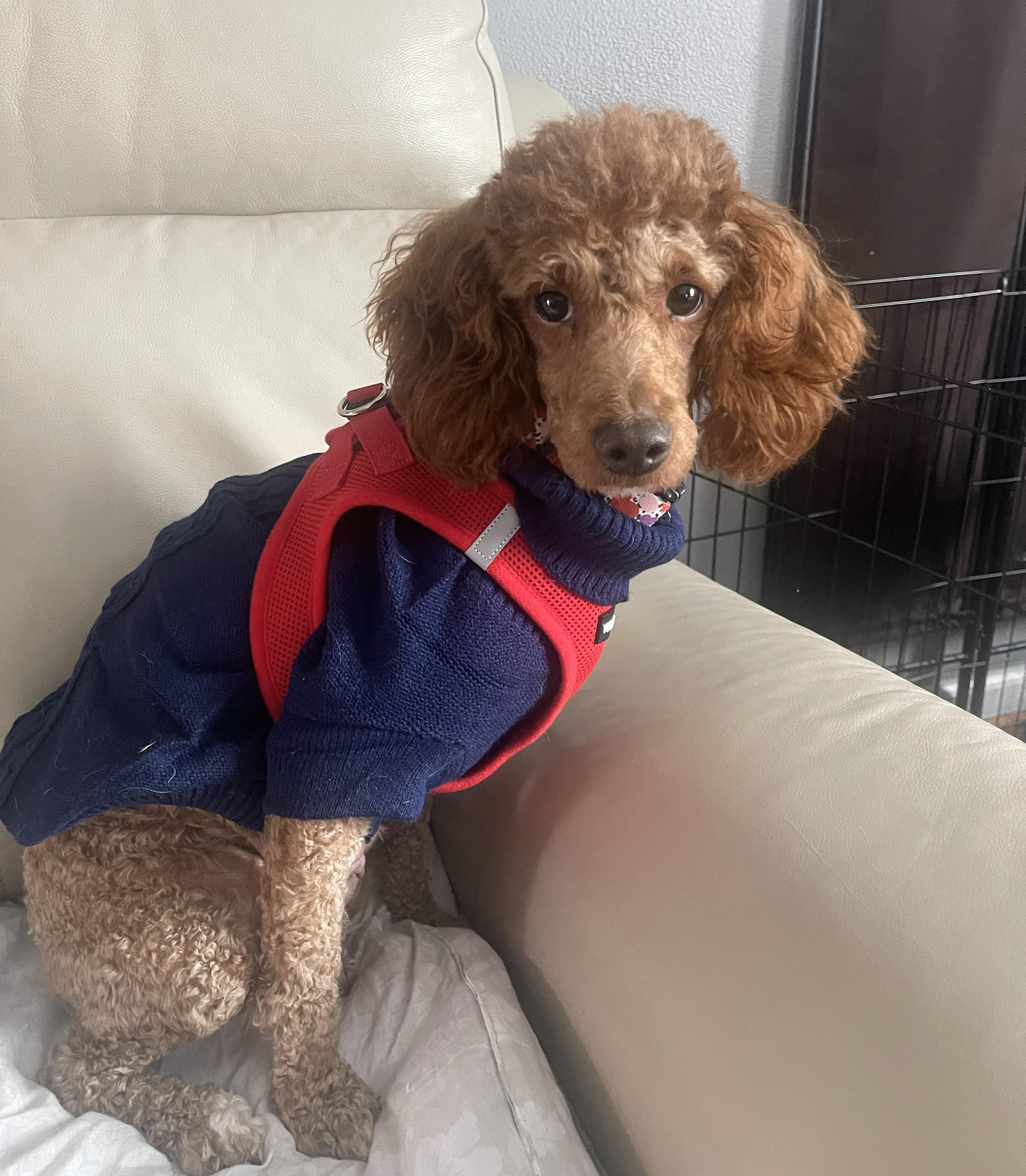 Enlarge Gwendolyn, a Adoptable Poodle in Albany, NY image 2/3