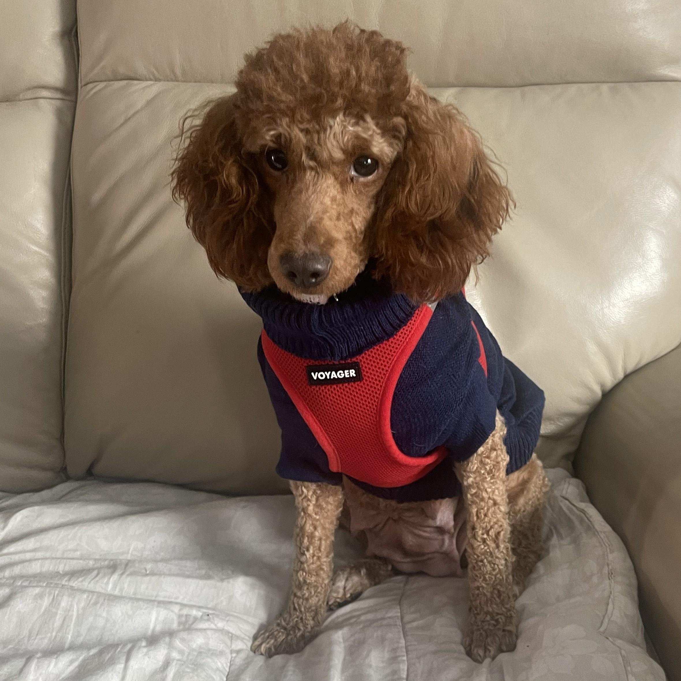 Enlarge Gwendolyn, a Adoptable Poodle in Albany, NY image 1/3