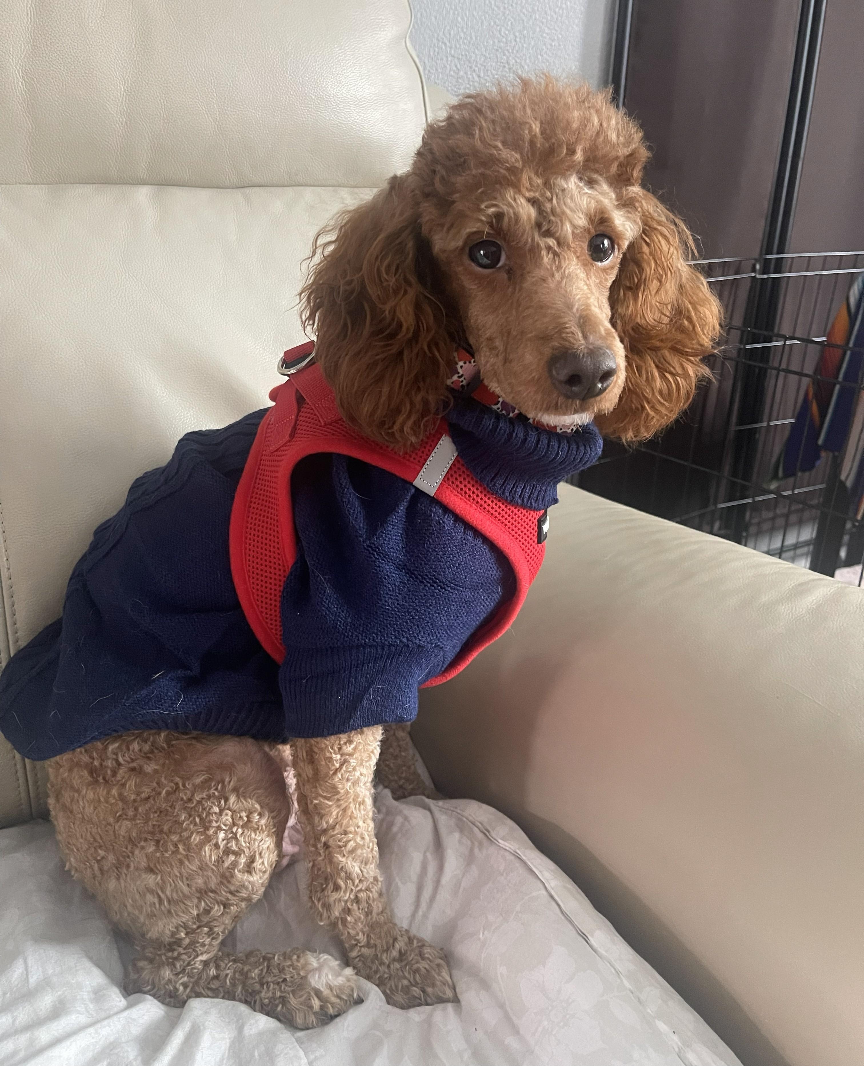 Enlarge Gwendolyn, a Adoptable Poodle in Albany, NY image 3/3