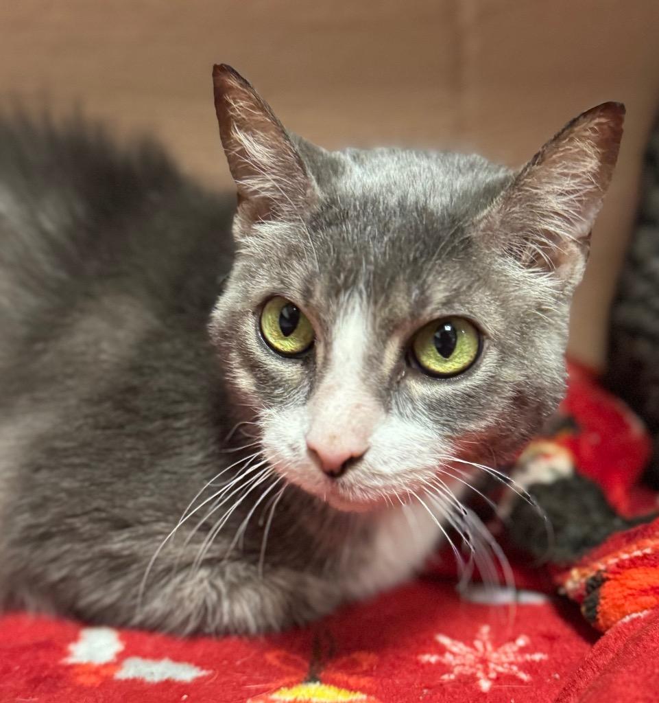 Enlarge Kili, a Adoptable mixed breed in Olean, NY image 3/3