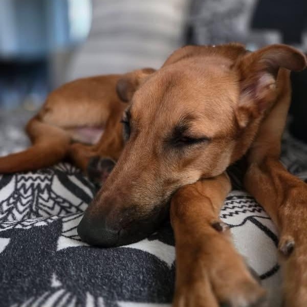 Enlarge Albie, a Adoptable mixed breed in Scarborough, ON image 5/6