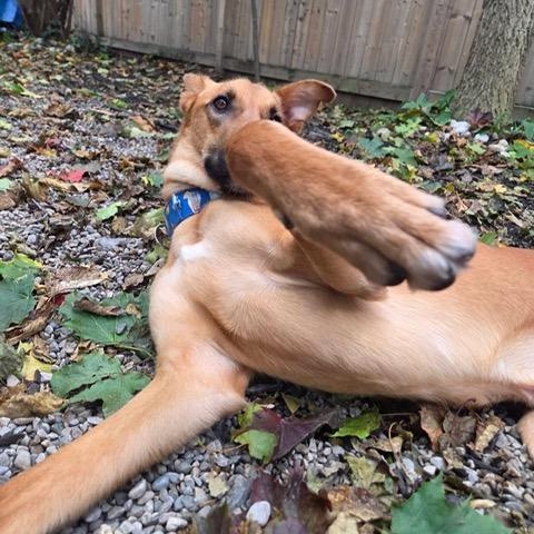Enlarge Albie, a Adoptable mixed breed in Scarborough, ON image 2/6