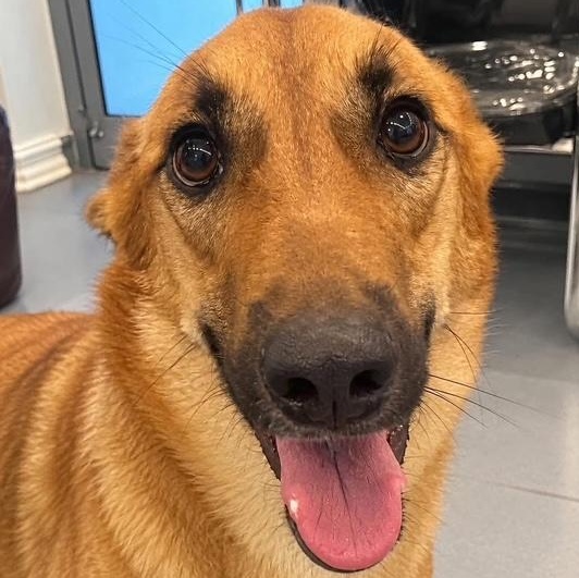 Albie, Adoptable, Adult Male Shepherd & Collie.