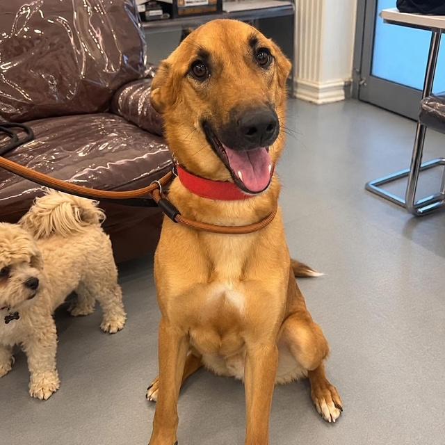 Enlarge Albie, a Adoptable mixed breed in Scarborough, ON image 4/6