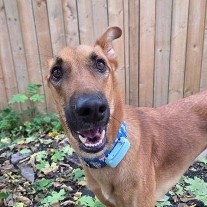 Enlarge Albie, a Adoptable mixed breed in Scarborough, ON image 6/6