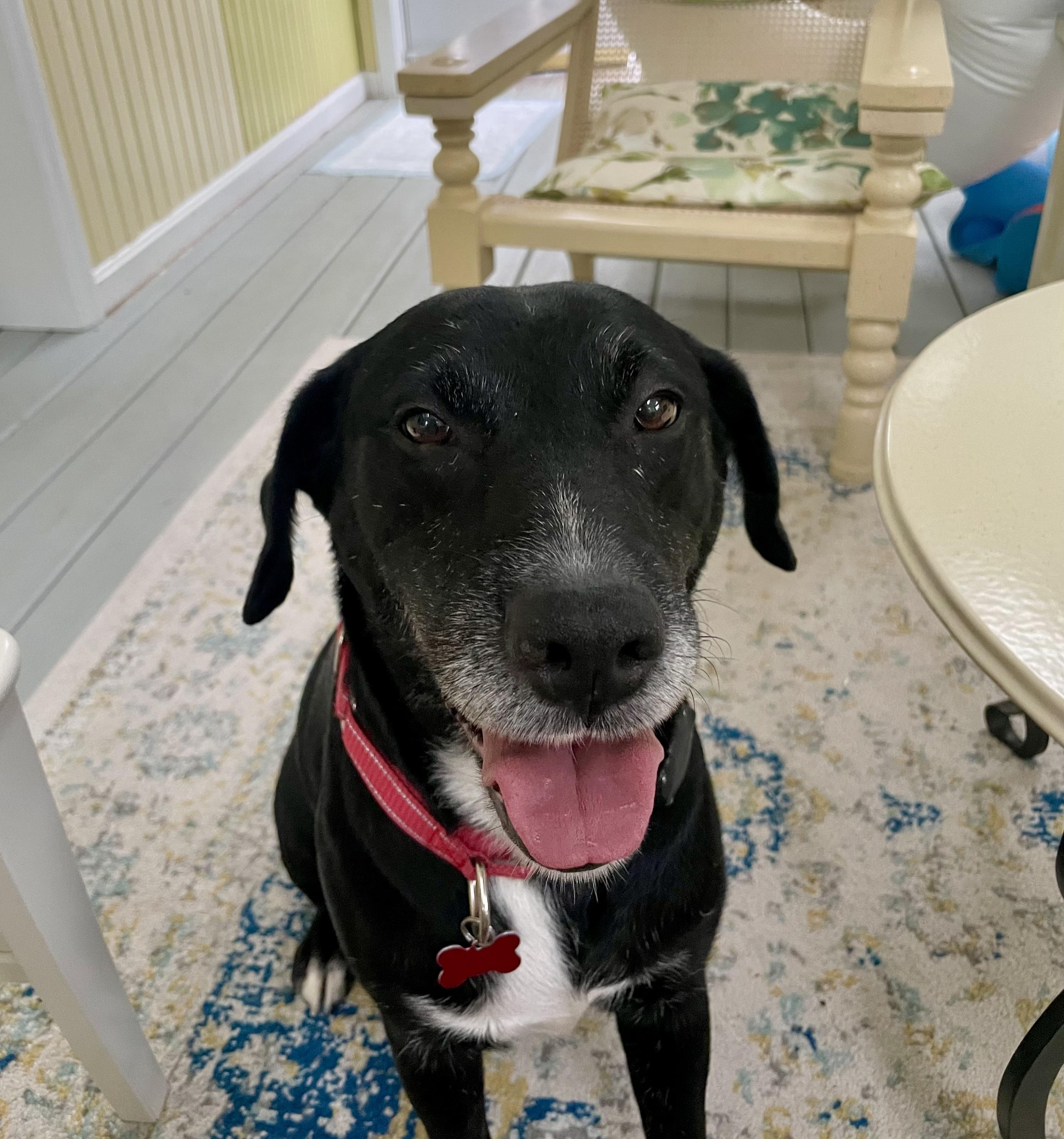 Stevie Nicks, Adoptable, Adult Female Black Labrador Retriever.