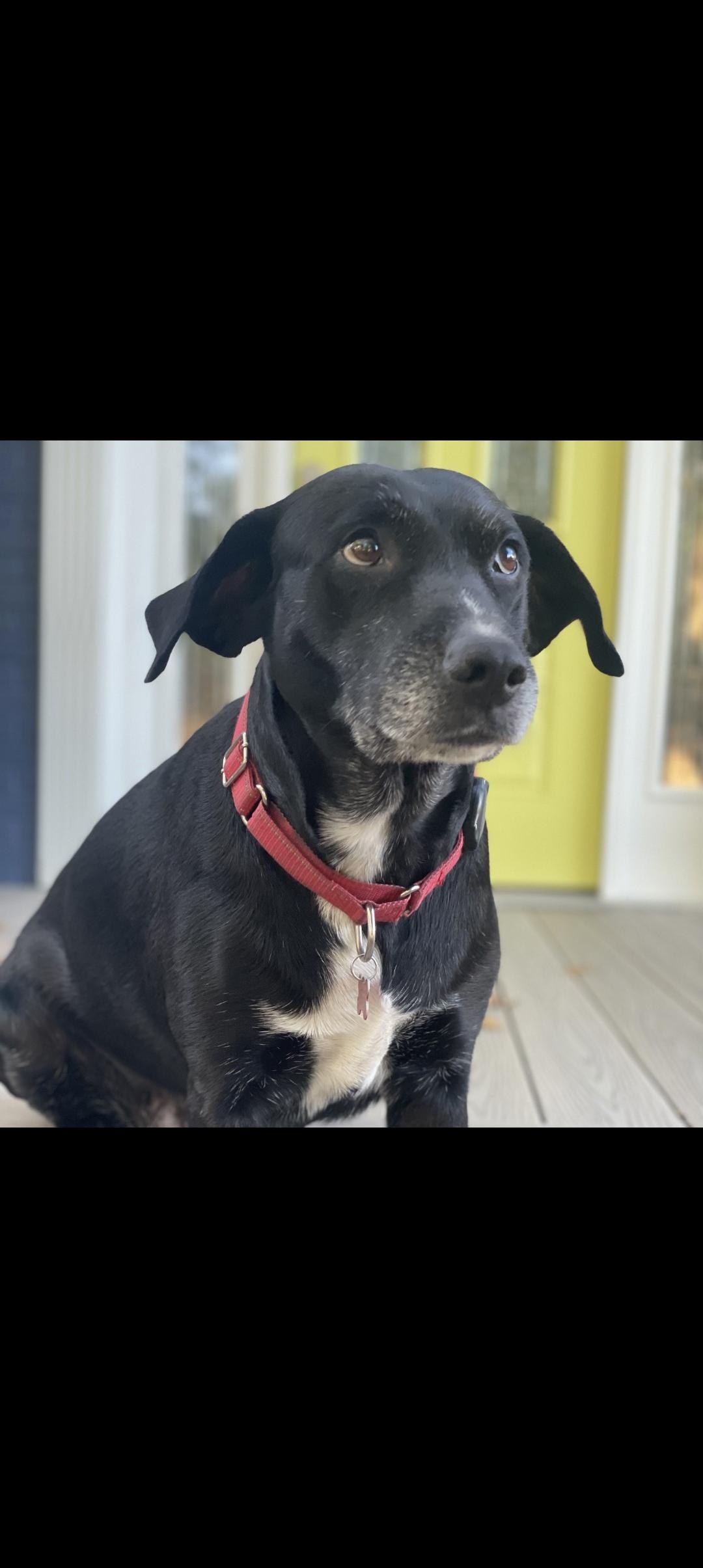 Stevie Nicks, a Adoptable mixed breed in Cincinnati, OH image 1/4