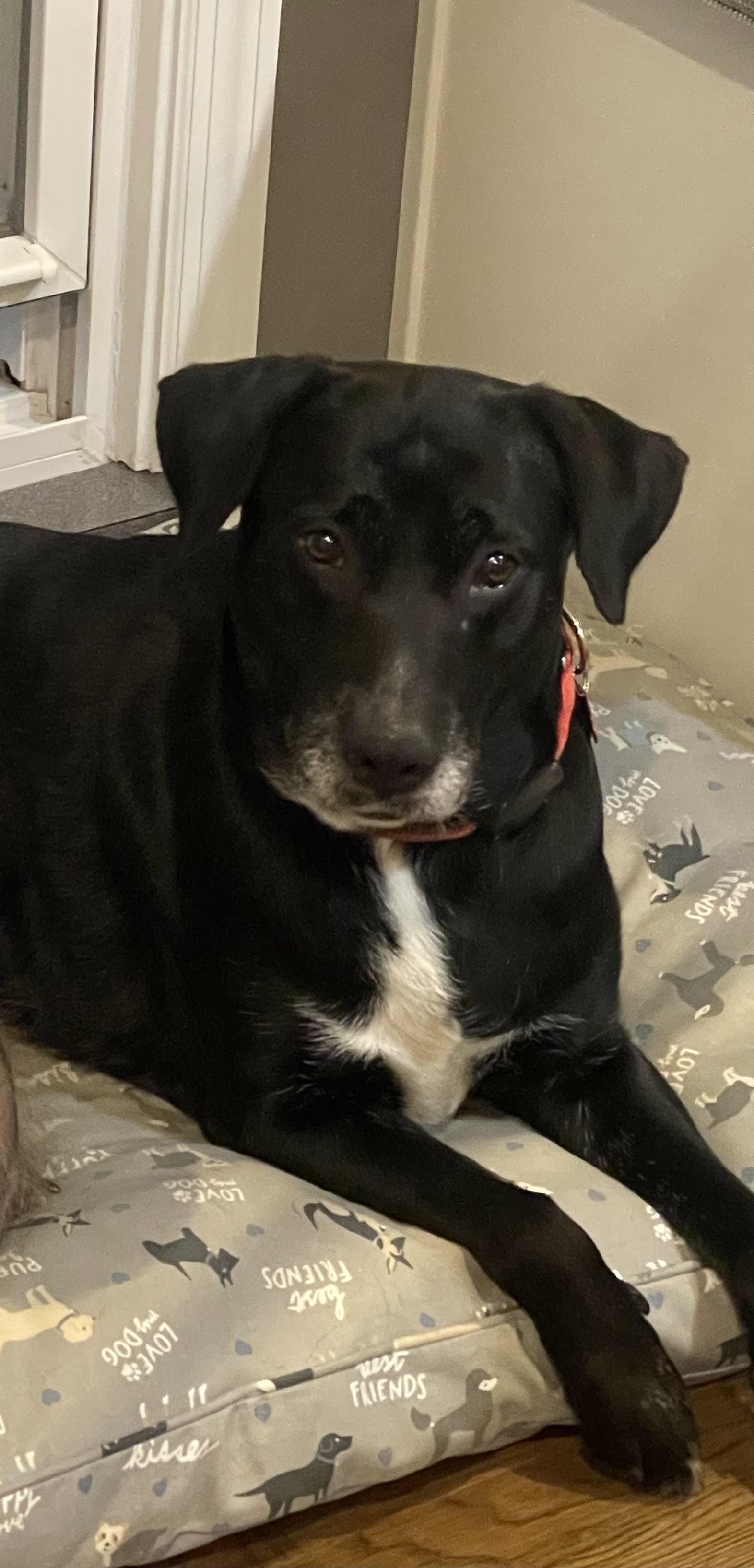 Stevie Nicks, a Adoptable mixed breed in Cincinnati, OH image 4/4