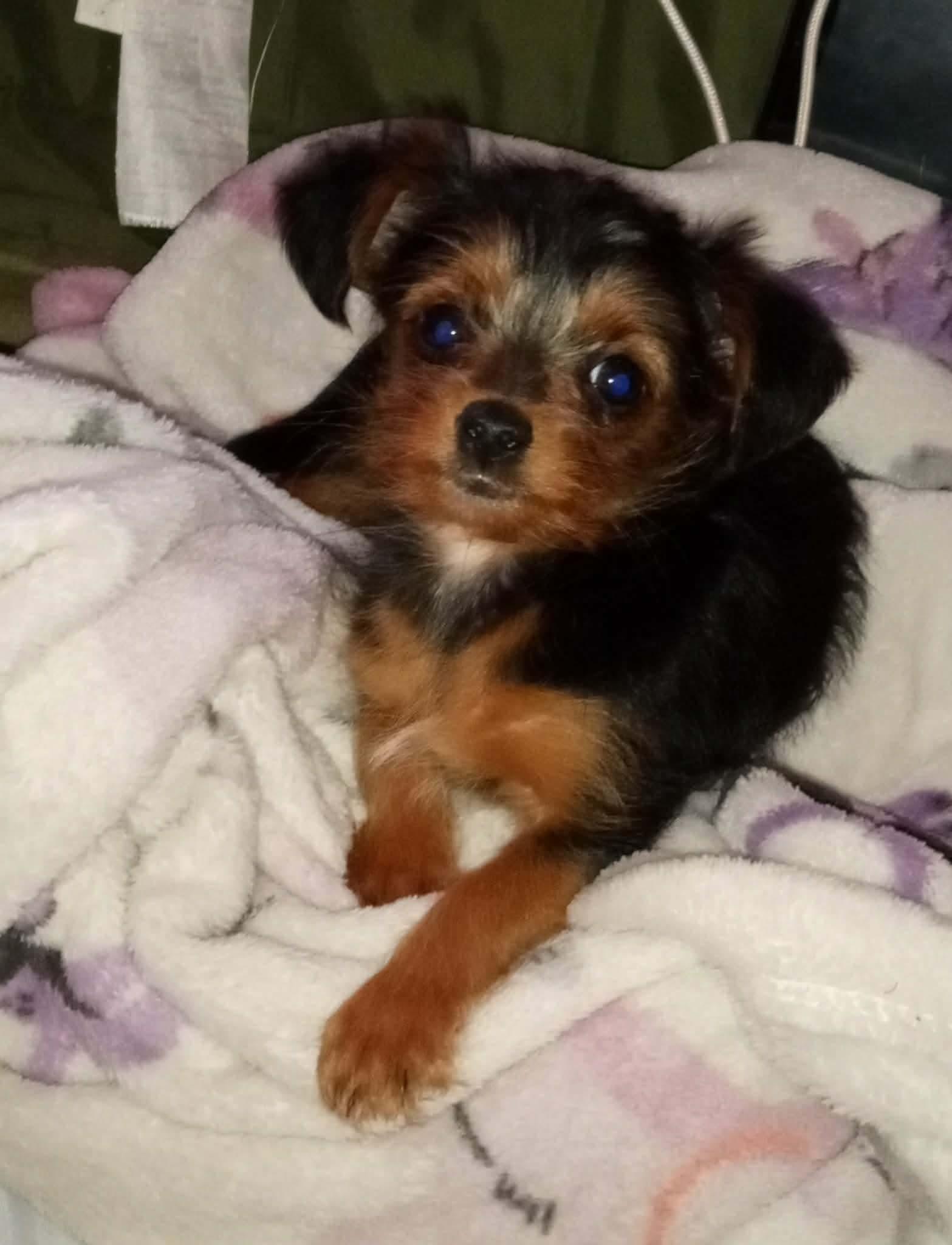 Peanut, Adopted, Young Female Yorkshire Terrier.